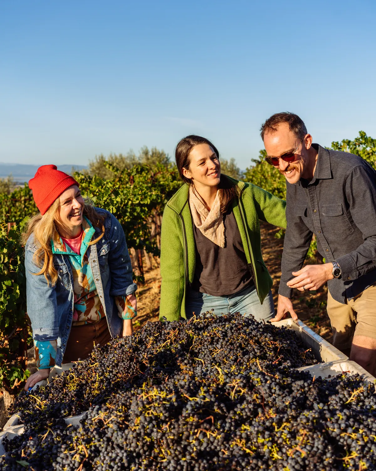 Three Carboniste winemakers smiling over a full bin of freshly picked grapes in the vineyard