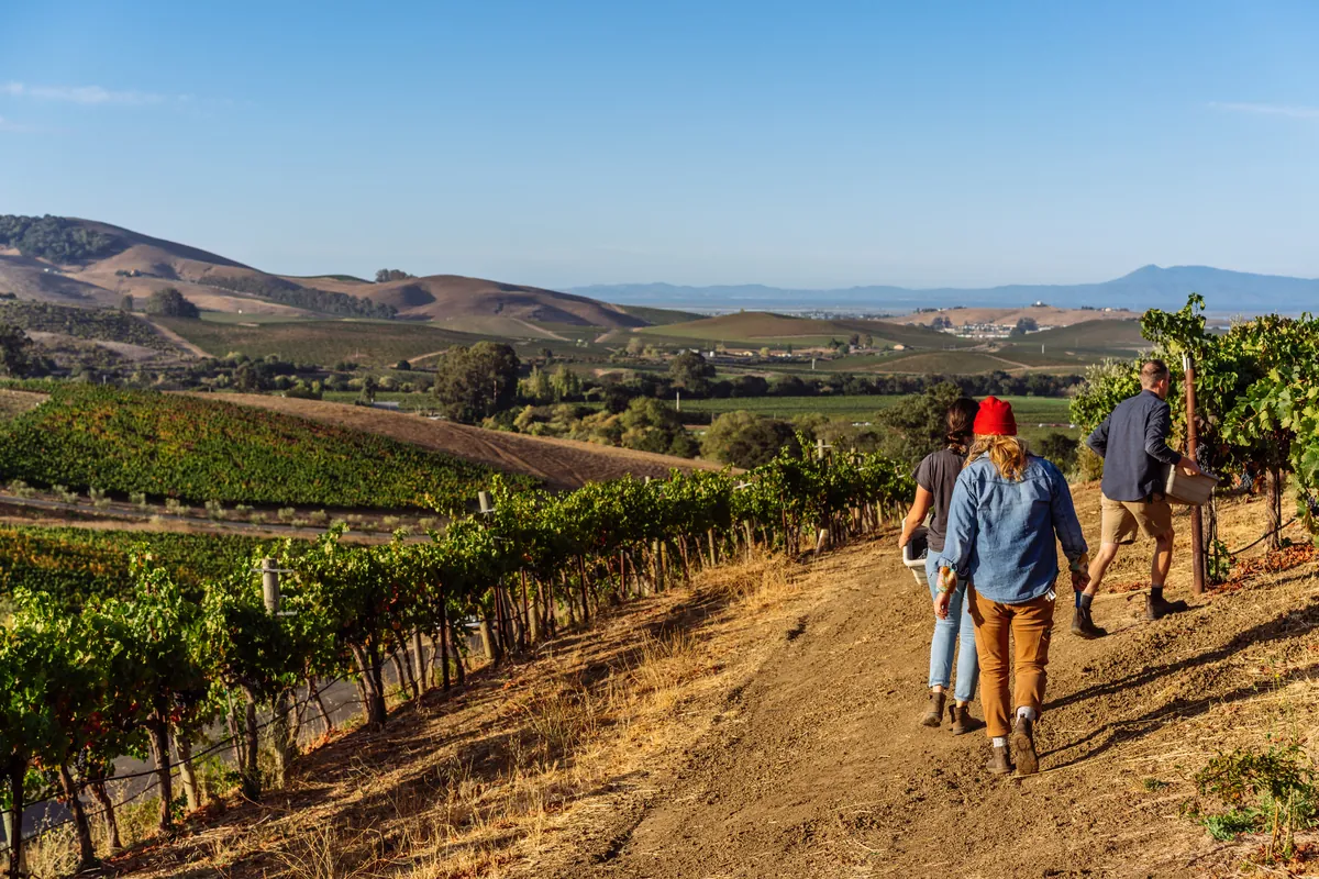 Carboniste winemakers walking down a dirt road between rows of vines at harvest, with rolling hills behind them