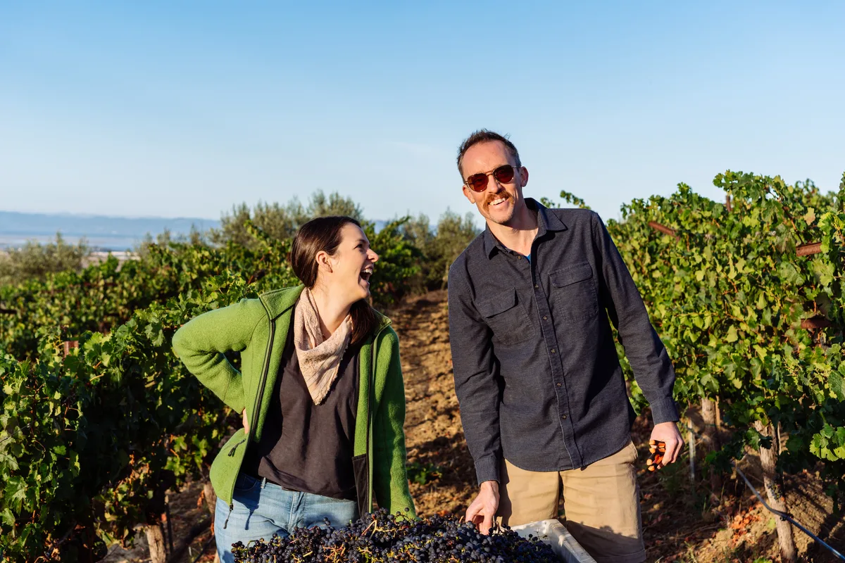 Dan and Jacqueline laughing in a vineyard row at harvest beside a bin heaped with just-picked dark grapes